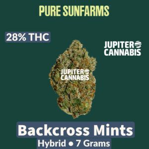 Backcross Mints is a fresh take on a classic kush. This hybrid is a Kush Mints backcross selected for its unique aroma profile of creamy diesel and fresh, minty herbs from dominant terpenes caryophyllene and linalool. Its bright green buds are dense and sticky with orange hairs and generous trichomes. Pure BC bud, hand-harvested, hang-dried and hand-finished.