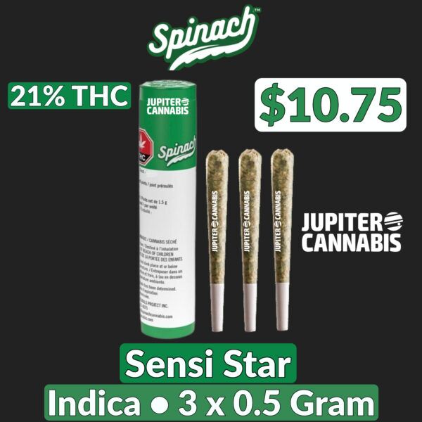 Spinach Sensi Star 3 Pack