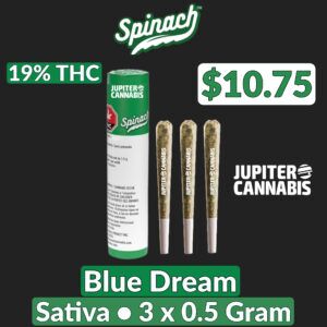 Spinach Blue Dream 3 Pack