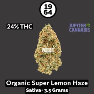 1964 Organic Super Lemon Haze